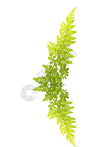 白色背景上孤立的绿叶植物蕨类植物群植物学绿色宏观图片