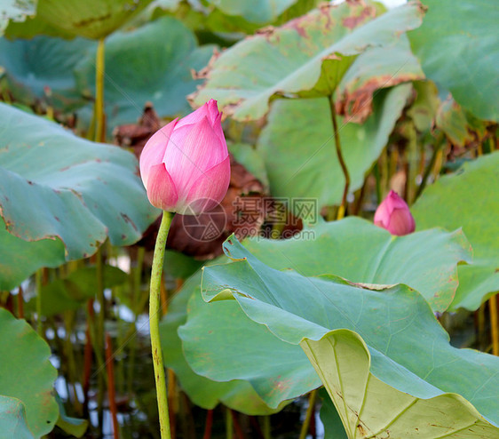 粉红莲花花与绿叶花植物花园反思百合软垫池塘季节植物学叶子花瓣图片