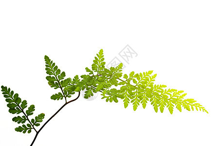 白色背景上孤立的绿叶蕨类绿色植物学植物植物群宏观图片