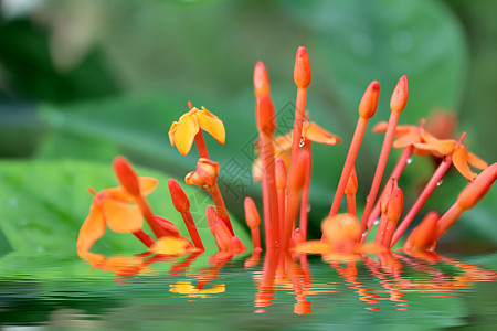 美丽的橙色花朵花园花坛橙子阳光园艺生长花瓣植物团体季节图片