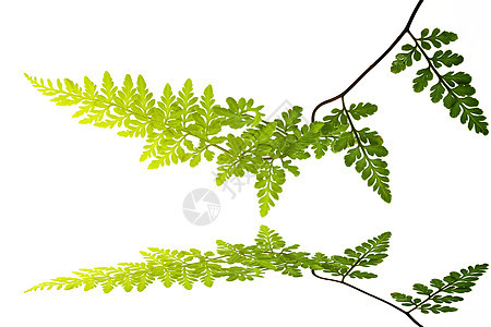 白色背景上孤立的绿叶植物学宏观植物群绿色植物蕨类图片