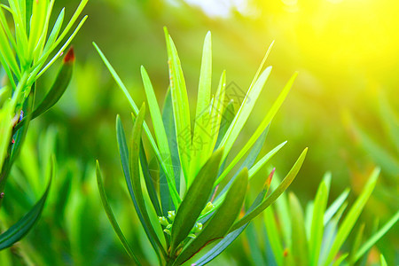 绿芽花园樱花季节背景生态公园环境叶子枝条生活图片