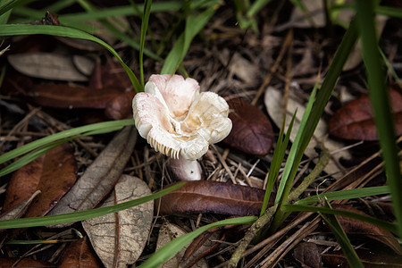 蘑菇植物木头食物菌类树木森林季节植物群叶子苔藓图片