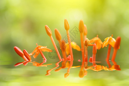 美丽的黄黄色红花橙子植物园艺树叶生长花坛花瓣花园阳光季节图片