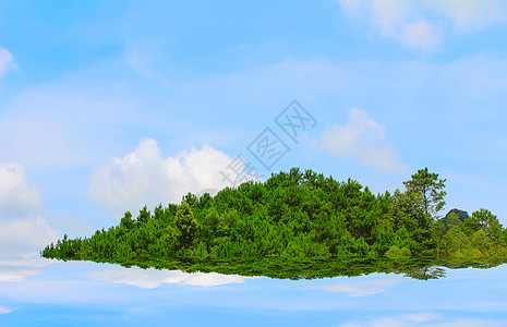 松林林树干太阳山毛榉叶子森林场景松树小路针叶环境图片