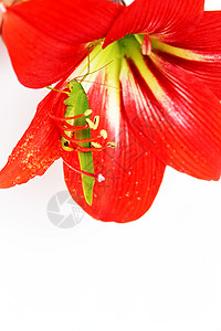 红色百合红柱内的宏观照片昆虫跳跃者花园甲虫蟋蟀刺槐绿色粉色危险图片