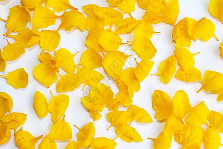 白色背景上孤立的黄色花瓣花朵橙子植物学雏菊花园植物生长图片