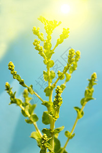 生菜花花粉甘菊辉光香味植物太阳生长药品植物学雏菊图片