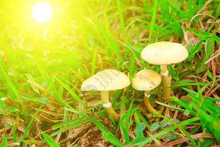 天然蘑菇侏儒菌类小精灵季节生物学生长魔法植物宏观日光图片