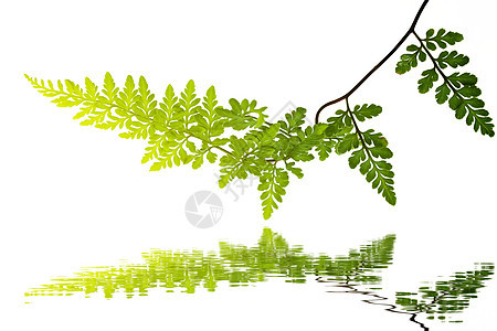 白色背景上孤立的绿叶植物学植物宏观蕨类绿色植物群图片