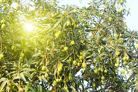 芒果在树上花园水果劳动经济粮食生产农业植物土壤栽培图片