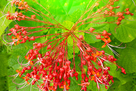 绿色背景的红花白色植物群花朵蓝色叶子花园黄色图片