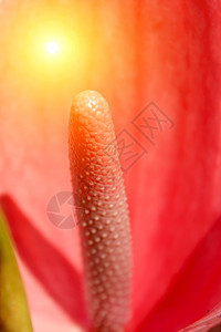 红花开花工作室黄色花朵花瓣生活植物群绿色白色宏观植物图片