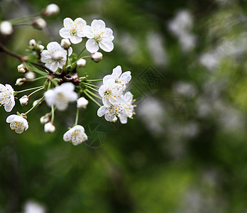 樱花与花园植物群花束花瓣宏观黄色白色绿色植物叶子图片
