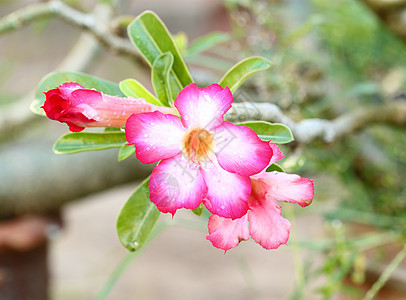 热带花粉沙漠花瓣温泉生长忧郁植物群园艺生物学公园花店图片