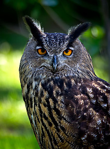 鹰猫头鹰雕鸮眼睛动物野生动物猎人荒野猫头鹰生物捕食者羽毛图片
