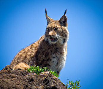 Lynx 语言猫科黄色食肉眼睛捕食者绿色动物头发哺乳动物野猫图片