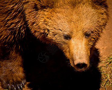 熊捕食者荒野木头动物猎人外套哺乳动物野生动物食肉危险图片