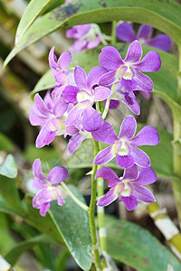 美丽的紫兰花花叶子装饰公园花瓣植物风格花束宏观花园植物学图片