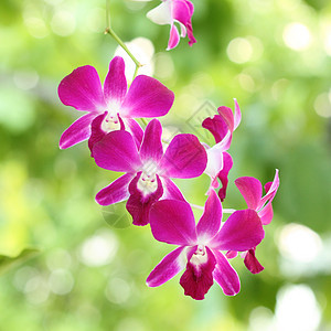 美丽的紫兰花花花园装饰花束植物群紫色公园宏观花瓣植物园艺图片