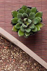 埃切韦里亚花瓣陶瓷花艺园艺植物群植物学家庭芦荟叶子植物图片