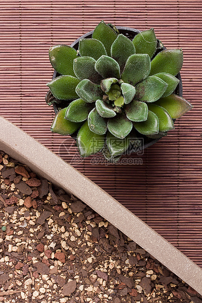 埃切韦里亚花瓣陶瓷花艺园艺植物群植物学家庭芦荟叶子植物图片