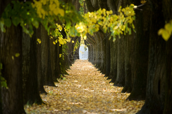 树树隧道困境季节森林胡同风景树木小路韵律拱门叶子图片