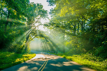 路边的树上闪耀着阳光太阳碎石植被射线蓝色森林路面树木黄色太阳光线图片