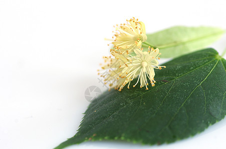 白色背景的叶子花朵椴木作品花瓣药品蜂蜜植物植物群标签香气球座图片