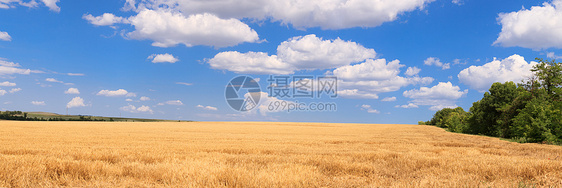 全景小麦田天空乡村植物玉米谷物食物金子种子稻草黄色图片