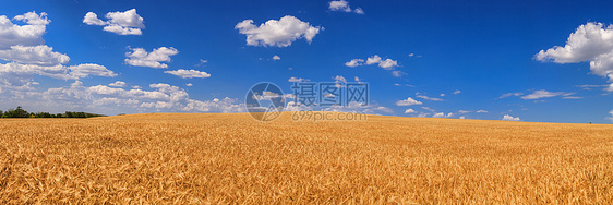 小麦田小麦金子面包玉米乡村阳光生长蓝色稻草谷物图片