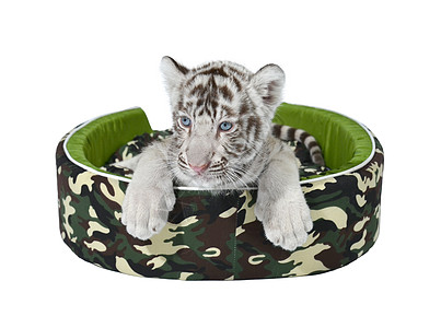 婴儿白老虎在孤立的床垫里躺着动物群条纹荒野毛皮垫子豹属白色捕食者野生动物生物图片
