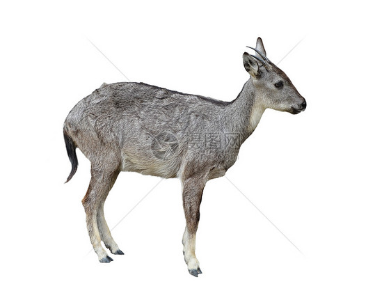与世隔离的危害灰色濒危羚羊白色动物哺乳动物野生动物毛皮图片