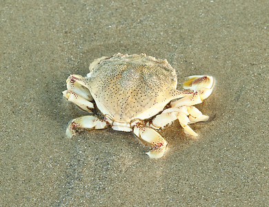 海蟹动物荒野木头海岸太阳贝类螃蟹海洋海鲜海滩图片