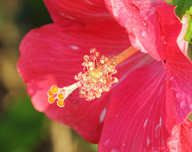 粉红色的芙蓉花花粉图片