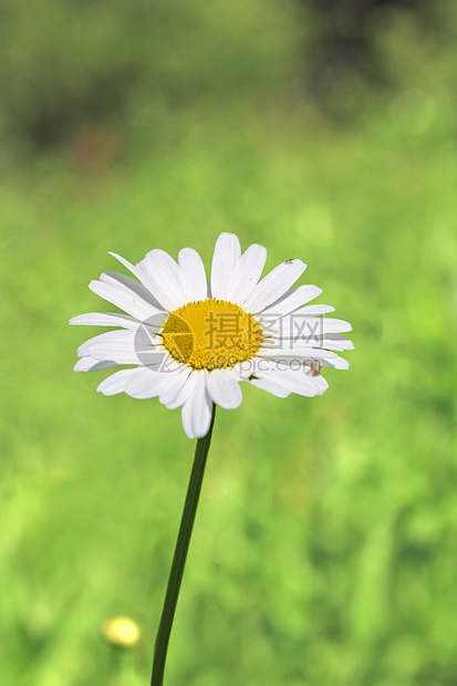 特写野生菊花图片