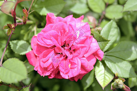 粉红玫瑰花花植物玫瑰园艺日光环境花园生长植物学植物群树叶图片