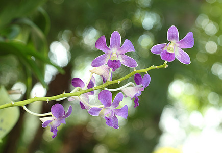 美丽的紫兰花花紫色植物花束植物学兰花环境热带园艺叶子公园图片