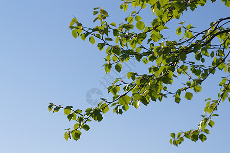 Birch 叶叶花园生活蓝色叶子绿色季节植物群生长森林天空图片