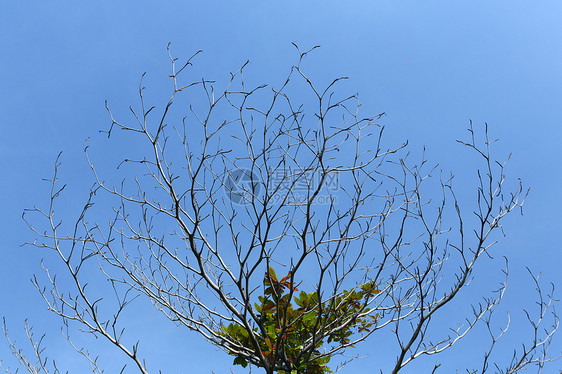 树枝和天空植物木头蓝色树叶黑色红色数字墙纸森林绿色图片