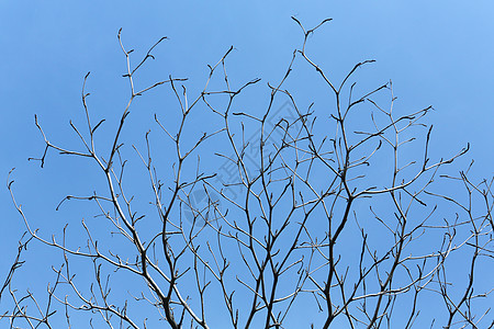 树枝和天空蓝色数字墙纸植物黑色木头森林图片
