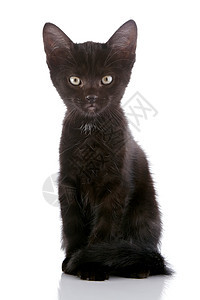 黑猫兽医黑色婴儿脊椎动物好奇心食肉尾巴宠物乐趣耳朵图片