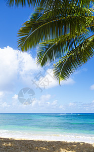 夏威夷沙滩上的棕榈树水域蓝天旅游海浪蓝色目的地气候热带海景海洋图片