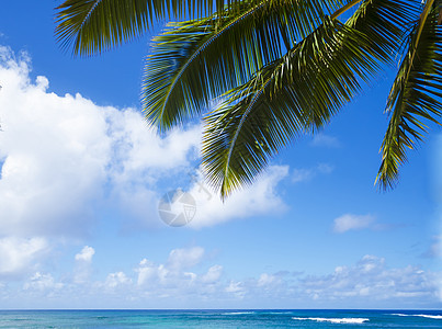 海洋上的棕榈叶海浪蓝色蓝天风景海景情调气候目的地热带假期图片