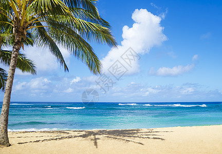 夏威夷沙滩上的棕榈树海景气候蓝天风景天空水域旅游海洋海浪假期图片