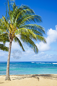夏威夷沙滩上的棕榈树水域风景假期海洋气候蓝色天空海浪阳光目的地图片