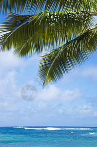 海洋上的棕榈叶热带异国阳光气候水域天空蓝色风景海景蓝天图片