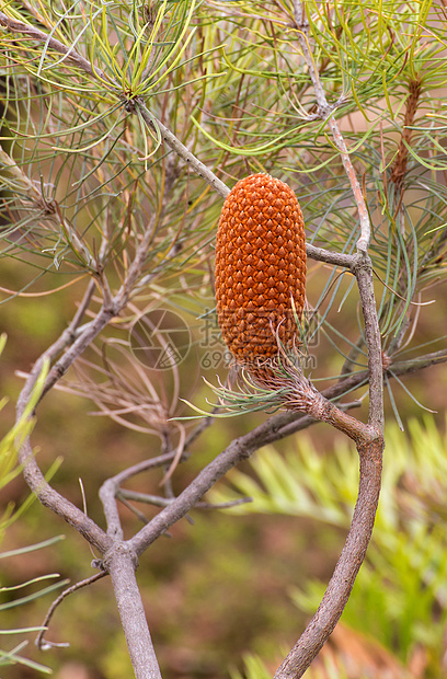 单一直立的松果针叶植物群棕色植被季节杉木植物叶子锥体图片