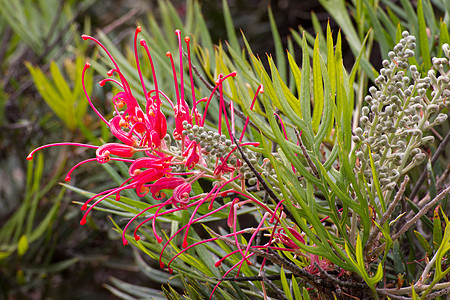 格勒维拉梅森混合花叶子季节性生长红色眼科色彩图像植物花园灌木图片