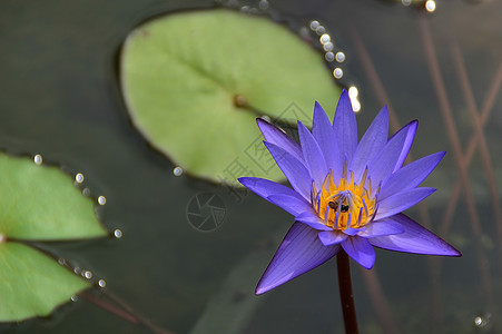 池塘中的蓝莲荷花植物学热带异国紫色冥想叶子花园装饰品情调图片